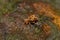 Closeup shot of a springtail on a wt surface.