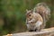 Closeup shot of a squirrel eating pieces of corn