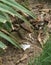 A closeup shot of a squirrel eating pieces of corn