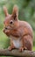 Closeup shot of a squirrel perched on a branch, holding a piece of food in its paws and eating it.