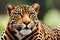 Closeup Shot Of A Sri Lankan Leopard Made With. Generative AI