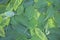 Closeup shot of a stack of leaves texture