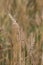 Closeup Shot of Stalks of Wheat in Wheat Field