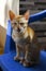 Closeup shot of standing orange Brazilian shorthair cat