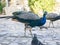 Closeup shot of standing peacocks with pigeons
