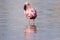 Closeup shot of a standing pink flamingo in a water