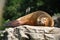 Closeup shot of a steller sea lion resting on a rock - Eumetopias jubatus