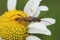 Closeup shot of stenopterus rufus beetle