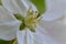 Closeup shot of a stigma and stamen of a white flower