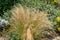 Closeup shot of Stipa capillata grass