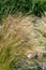 Closeup shot of Stipa capillata grass