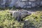 Closeup shot of a stone lizard statue on the Tulum coast in Mexico