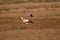 Closeup shot of storks in a field