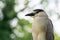 Closeup shot of a striated heron on a blurred background