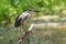 Closeup shot of a Striated Heron standing on a tree branch with a blurred background