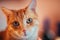 Closeup shot of a striped orange cat (Felis catus) with green eyes