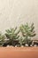 Closeup shot of succulent ornamental plant in a clay pot