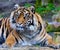 Closeup shot of a Sumatran tiger on the blurry background