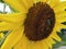 Closeup shot of a sunflower