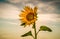 Closeup shot of a sunflower with yellow petals with the view of the patterned sky