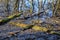 Closeup shot of a swamp wit mossy logs, twigs, and leaves