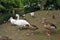 Closeup shot of swans and ducks near the pond