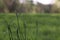 Closeup shot of sweet vernal grass on a green field background