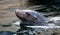 Closeup shot of a swimming seal head peeking out from the water