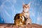 Closeup shot of a tabby kitten next to a golden skull in front of a blue background
