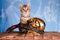 Closeup shot of a tabby kitten next to a golden skull  and a gun