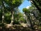 Closeup shot of tall growing trees in the forest at daytime