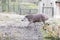 Closeup shot of a tapir roaming the muddy banks in a zoo