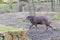 Closeup shot of a tapir roaming the muddy banks in a zoo