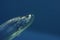 Closeup shot of a Tarpon head on blue background