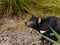 Closeup shot of a Tasmanian devil in the forest