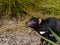 Closeup shot of a Tasmanian devil in the forest