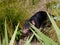 Closeup shot of a Tasmanian devil in the forest