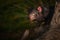 Closeup shot of a Tasmanian Devil on a tree in Australia