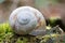 Closeup shot of a terrestrial snail shell on green moss