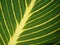 Closeup shot of a textured plant leaf - perfect for wallpaper