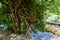 Closeup shot of thick structured tree branches