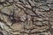 Closeup shot of thick textured tree bark with a knot off-center to the left.Perfect for background