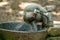 Closeup shot of a thirsty baby monkey drinking in the faucet with a blurred background