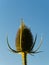Closeup shot of a thistle flower under a clear blue sky