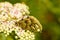 Closeup shot of three beetles on white flower with green background in Spain