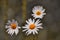 Closeup shot of three chamomiles on a blurred background. Great for wallpaper.