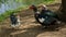 Closeup shot of three domestic muscovy ducks