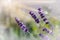 Closeup shot of three lavender branches