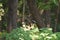 Closeup shot of a Three-toed woodpecker on a tree in the forest