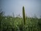 Closeup shot of timothy grass in the field